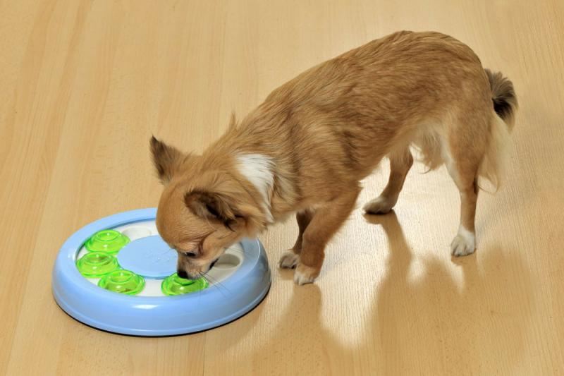 WENKO Intelligenzspielzeug Aktivspielzeug Hund Katze Denkspielzeug Lernspielzeug