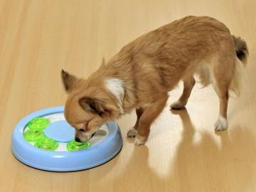 WENKO Intelligenzspielzeug Aktivspielzeug Hund Katze Denkspielzeug Lernspielzeug